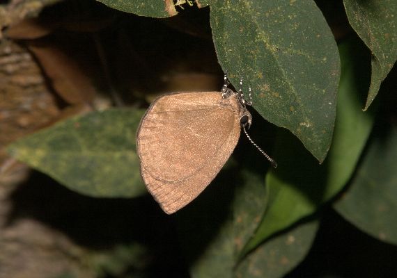 Cephetola collinsi female UNS freshly hatched